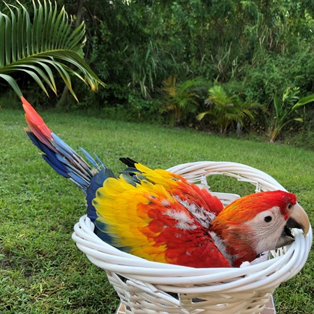 Scarlet Macaw