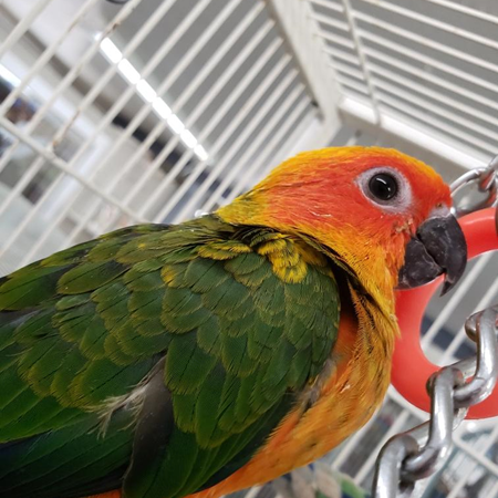 Sun Conure #182802 for sale in Painesville, OH