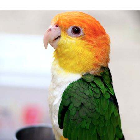 caique plush