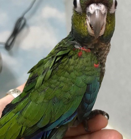 Crimson Bellied Conure #182934 For Sale In Chester, Nj