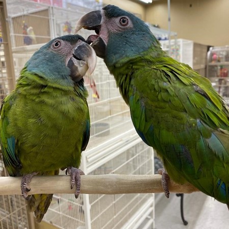 Blue-headed Macaw #182999 for sale in Delran, NJ