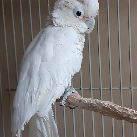 weight male goffin cockatoo