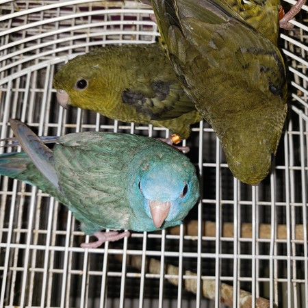 Lineolated Parakeet #183067 for sale in coupeville, WA