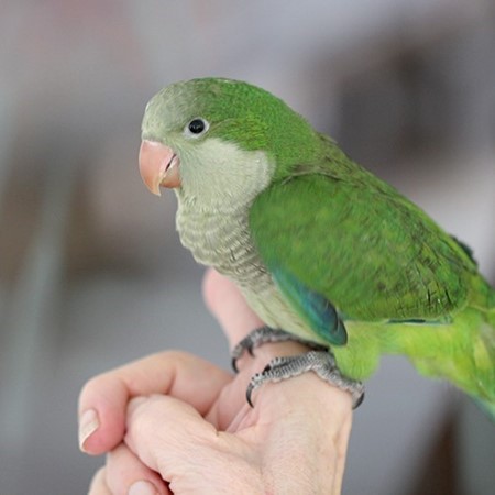 Quaker Parrot #183104 for sale in Valrico, FL