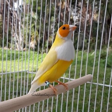 Lady Gouldian Finch #183174 for sale in Daytona Beach, FL