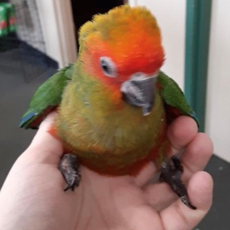 Gold Capped Conure #183240 for sale in Willoughby, OH