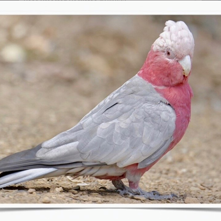 rosebreasted cockatoo for sale in wisconsin
