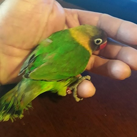 Black Mask Lovebird #183470 for sale in Roxboro, NC