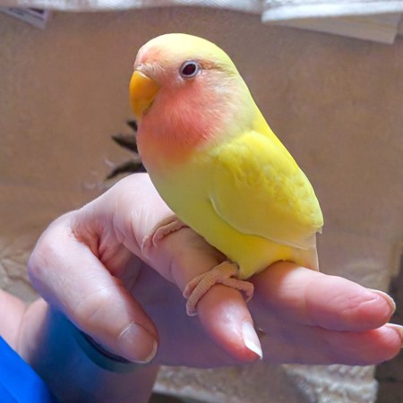 Peach Face Lovebird #183475 for sale in Valrico, FL