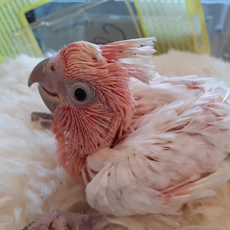 pink umbrella cockatoo price