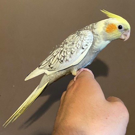 Cockatiel #183648 for sale in Rogers City, MI