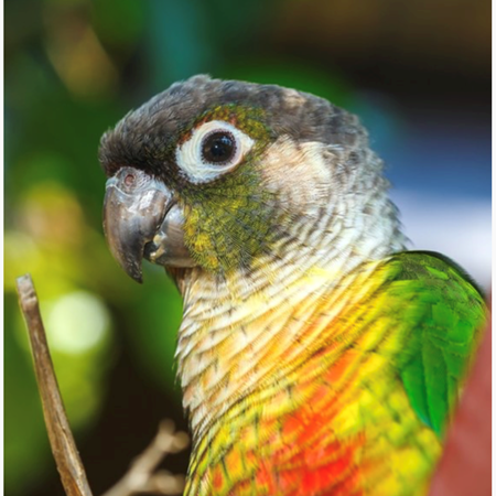 Green Cheek Conure #184216 for sale in SHOP ONLINE, WA