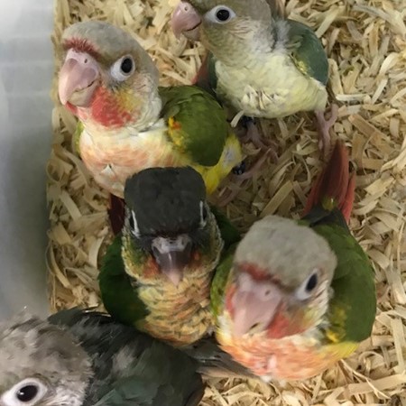 Green Cheek Conure #184192 for sale in Chester, NJ