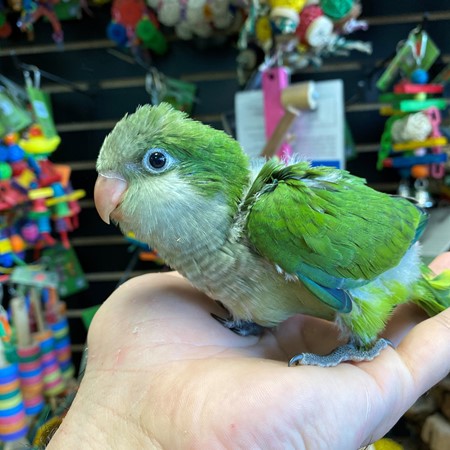 Quaker Parrot #184272 for sale in Niles, IL