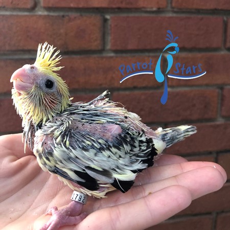Cockatiel #184408 for sale in Arlington Heights, IL