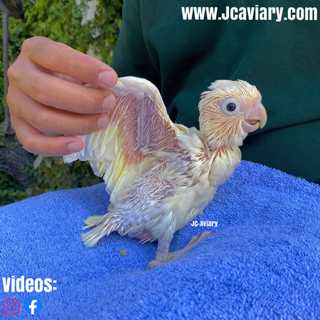 red vented cockatoo