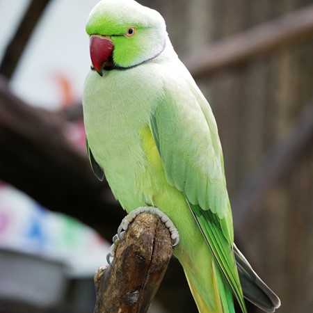 Ringneck Indian Parakeet #184488 for sale in Shop Online, WA