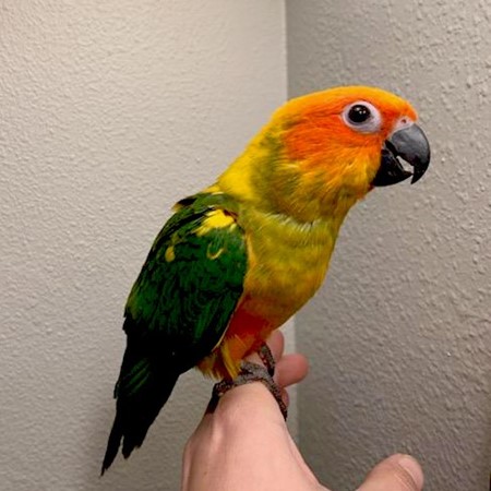 Sun Conure #184506 for sale in Valrico, FL