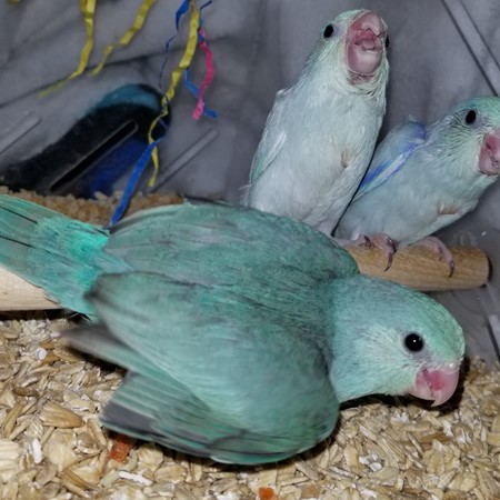 caique rescue birds in nj