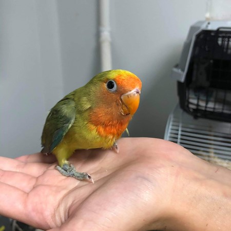 Peach Face Lovebird #184757 for sale in Webster, NY