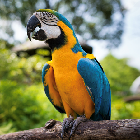 Blue and Gold Macaw #184599 for sale in SHOP ONLINE OR BY PHONE , WA