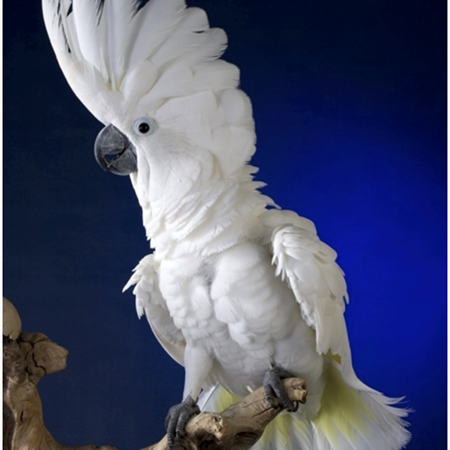 umbrella cockatoo plush