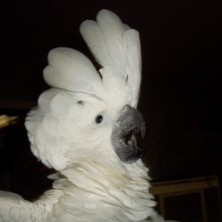 blue pink umbrella cockatoo