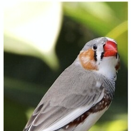 Zebra Finch #185034 for sale in Shop Online, WA
