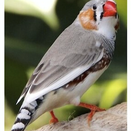 Zebra Finch #185034 for sale in SHOP ONLINE OR BY PHONE , WA