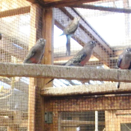 Bourke Parakeet