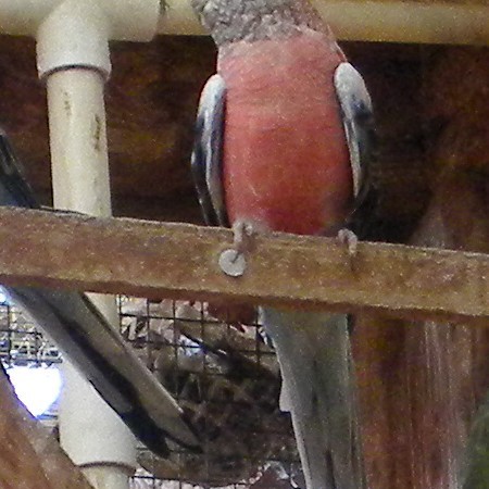 Bourke Parakeet