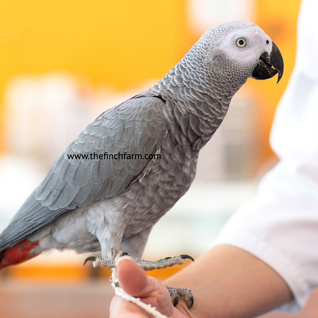 African Grey Congo Parrot #185143 for sale in SHOP ONLINE OR BY PHONE , WA