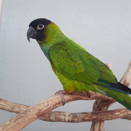 Nanday Conure #185160 for sale in San Diego, CA