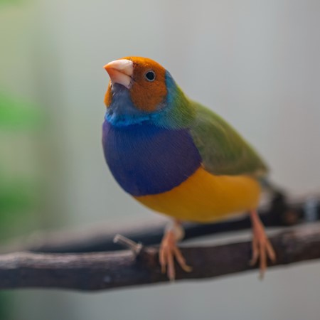 Lady Gouldian Finch #185268 for sale in Shop Online, WA