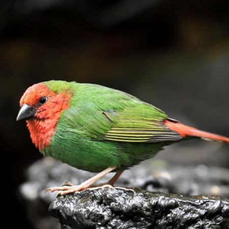 Parrot Finch