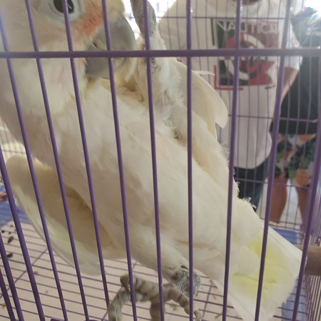 weight male goffin cockatoo