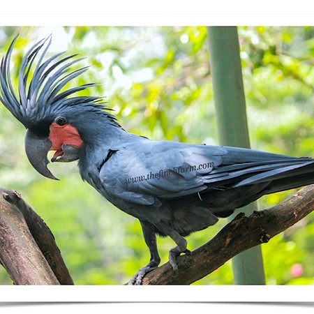 Black palm cockatoo price in india - virtbus