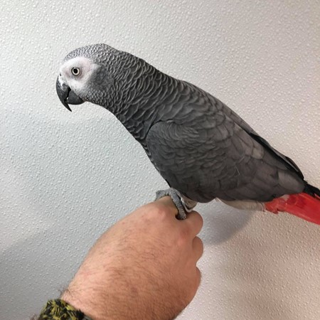 African Grey Congo Parrot #185555 for sale in Webster, NY
