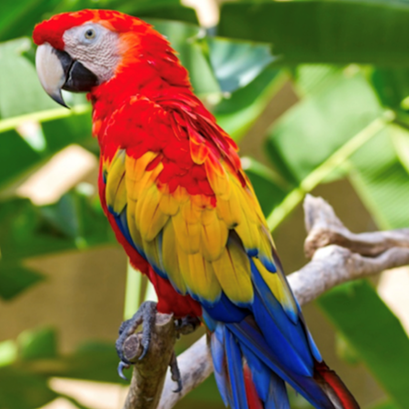 Scarlet Macaw #185561 for sale in Shop Online, WA