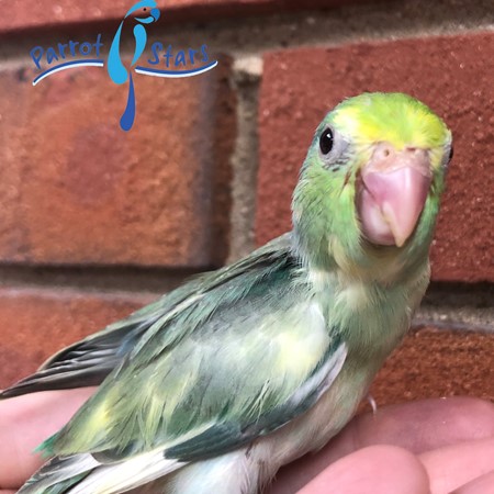 Celestial (Pacific) Parrotlet #185650 for sale in Arlington Heights, IL