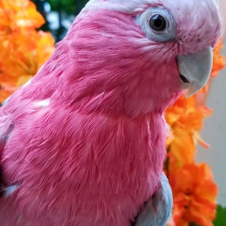 assimilis rose breasted cockatoo