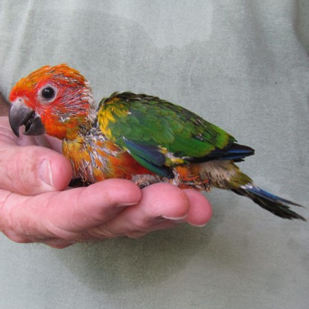 Sun Conure #185594 for sale in Miami, FL