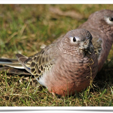 Bourke Parakeet