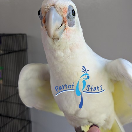 goffin bare eyed cockatoo hybrid