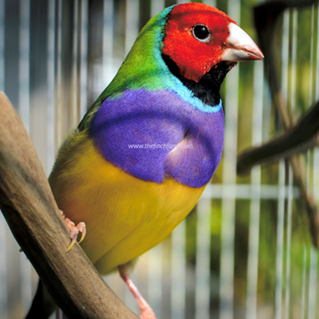 gouldian finch for sale