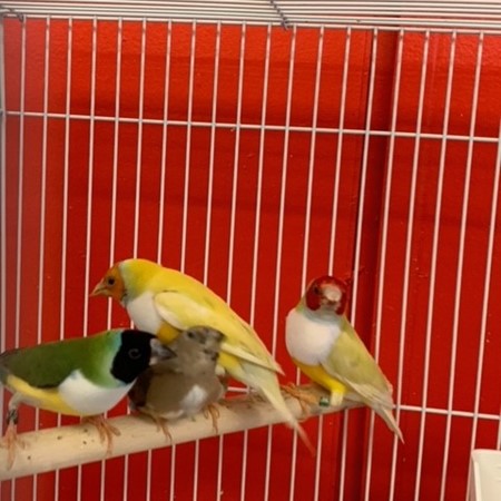 Lady Gouldian Finch