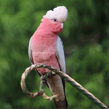 rose cockatoo