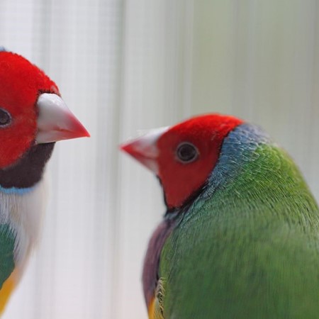 Lady Gouldian Finch #186205 for sale in Valrico, FL