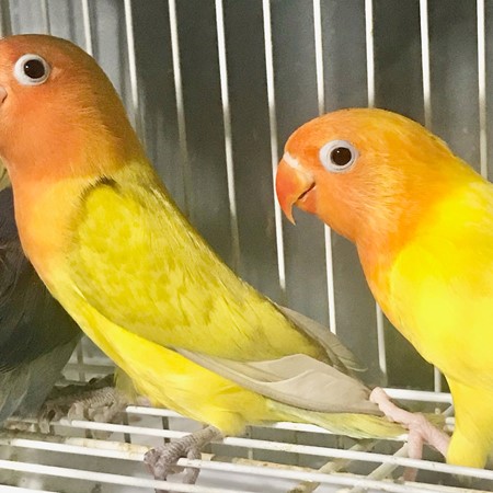 Fischers Lovebird #186206 for sale in Valrico, FL