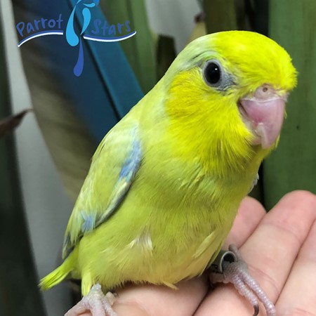 Celestial (Pacific) Parrotlet #186214 for sale in Arlington Heights, IL